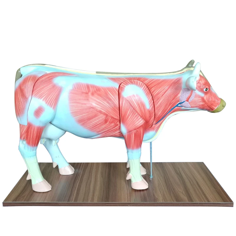 

Study on PNT-LW02 Anatomical Model of Dairy Cow
