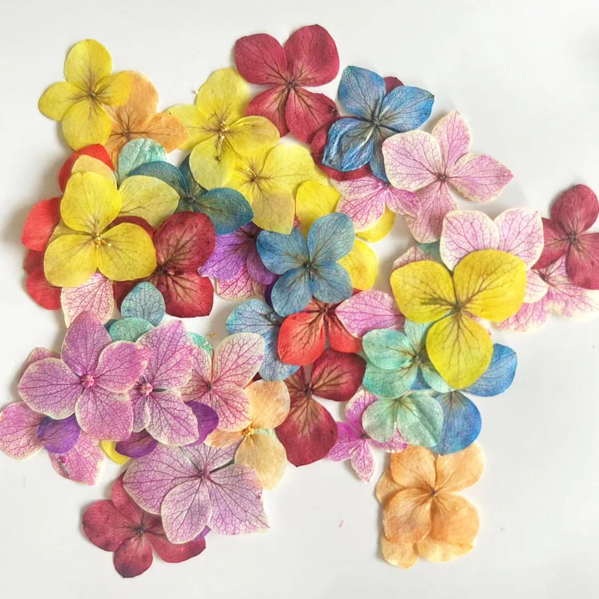 60Pcs Anna Hydrangea Color-Abs - Pressed Flower Frame ulasan dan harga