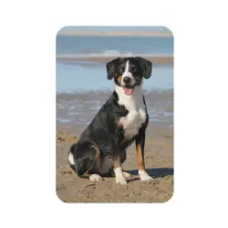 DIY personalized pet photo custom acrylic refrigerator magnet, souvenirs, beautiful memories Fridge Magnets