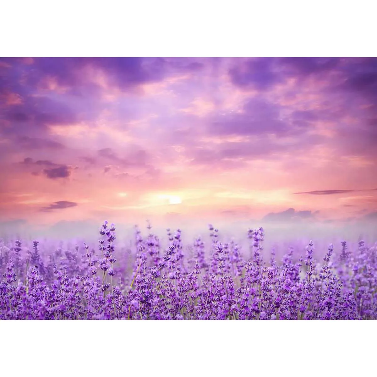 

Allenjoy Lavender Flower Field at Sunset Backdrop