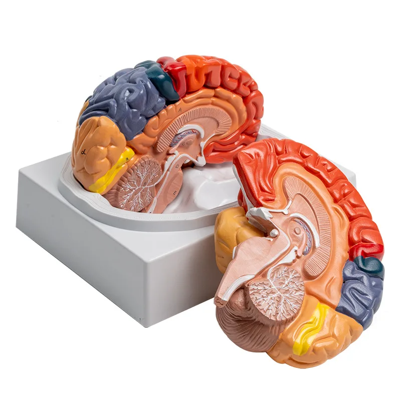 8-Part Brain Model - Color-Coded Functional Regions for Neuroanatomy Education Surgical Training JVLAB