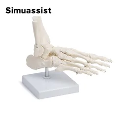 Modelo de articulaciones y huesos del pie, anatomía del pie, esqueleto humano, modelo de tobillo con vástago, modelos anatómicos, herramienta de aprendizaje