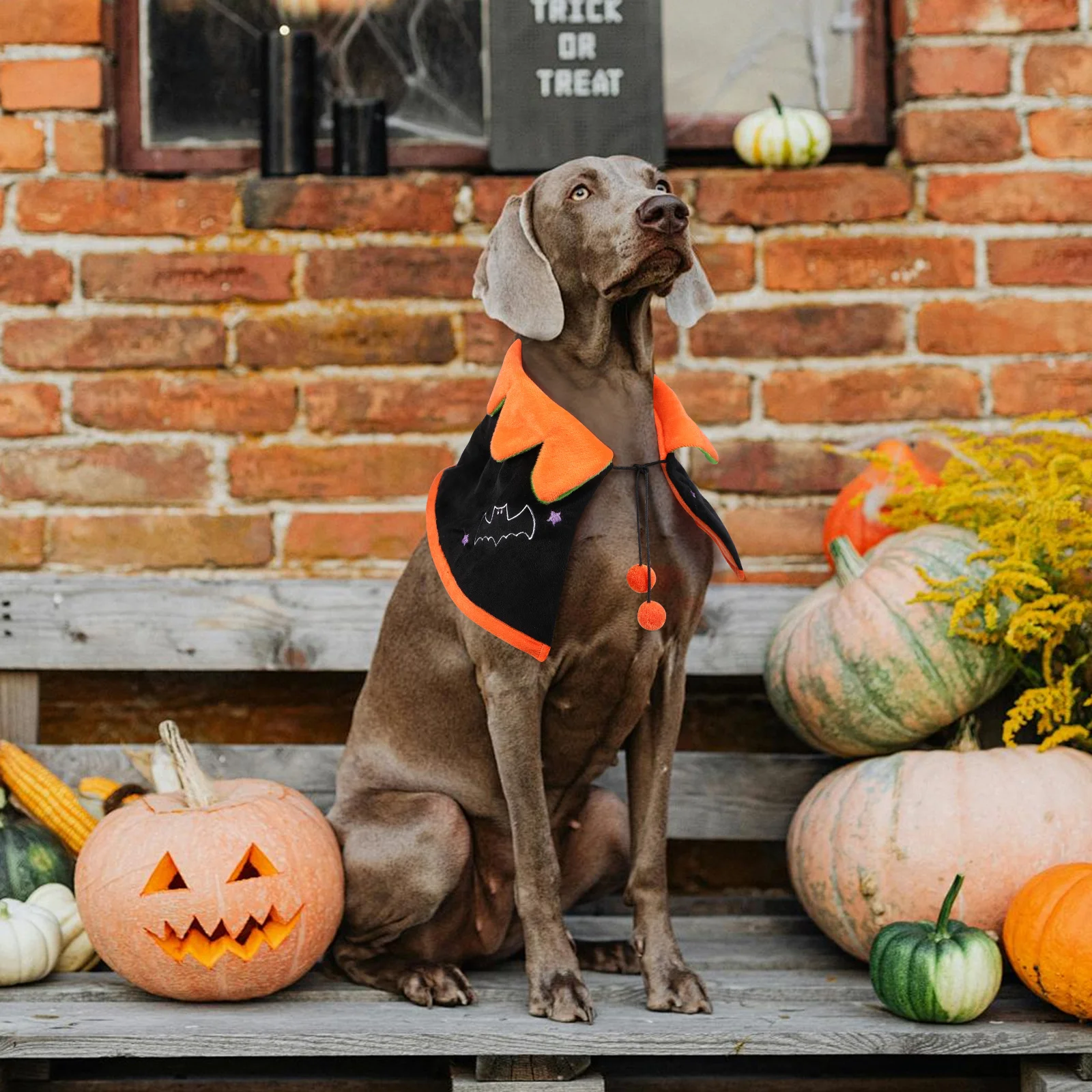 

Pet Halloween Clothes Cosplay Has Festival Costume Costumes for Dogs Orange Cloak Small