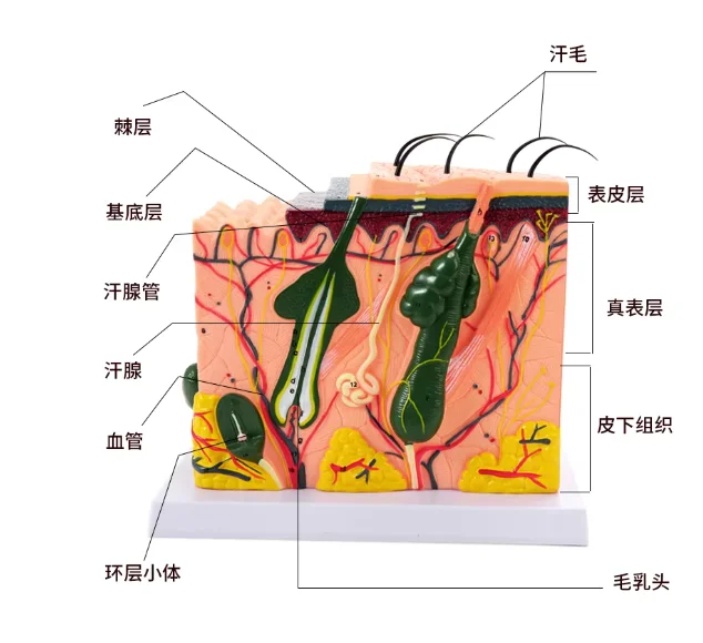 Three-dimensional skin tissue structure hierarchical enlarged anatomical model medical teaching scalp hair physiological structu