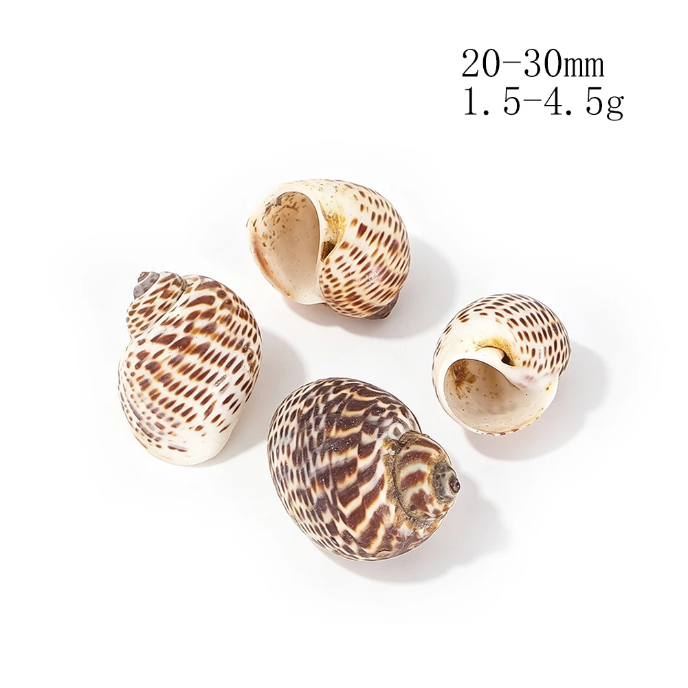 Natural Spotted Spiral Seashells 20-30mm Brown Reticulated Pattern Babylonia Craft Shells for Jewelry Making Decor 2pcs 1.5-4.5g