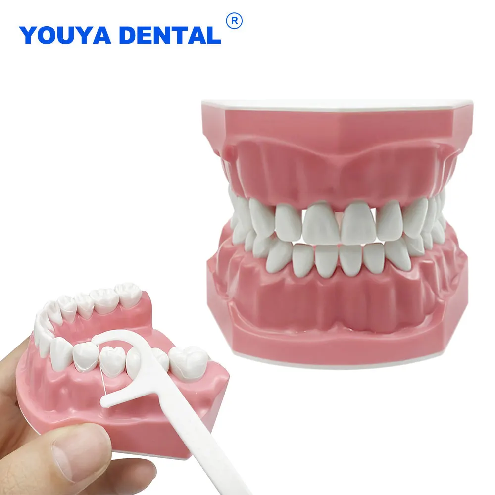 Standard Teeth Model Typodont Teaching Practice Training Jaw Typodont Model Demonstration Tool for Dentist Practice Display