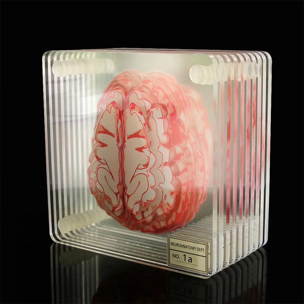 10PCS 3D Brain Artwork Coasters Set Square Acrylic Organ Brain Specimen Slices Cup Mat Drinks Table Coaster Scientists Gift