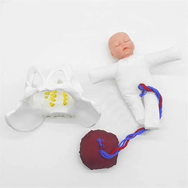 Female Human Childbirth Pelvis Demonstration -Fetus Umbilical Cord Placenta Teaching Anatomy Model Drop Shipping Life Size