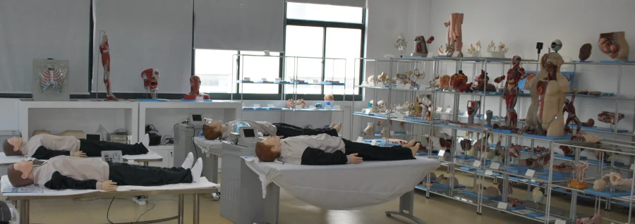 GD/A12001 Wholesale Medical Education Pvc Life Size Model Human Anatomical Degestive System