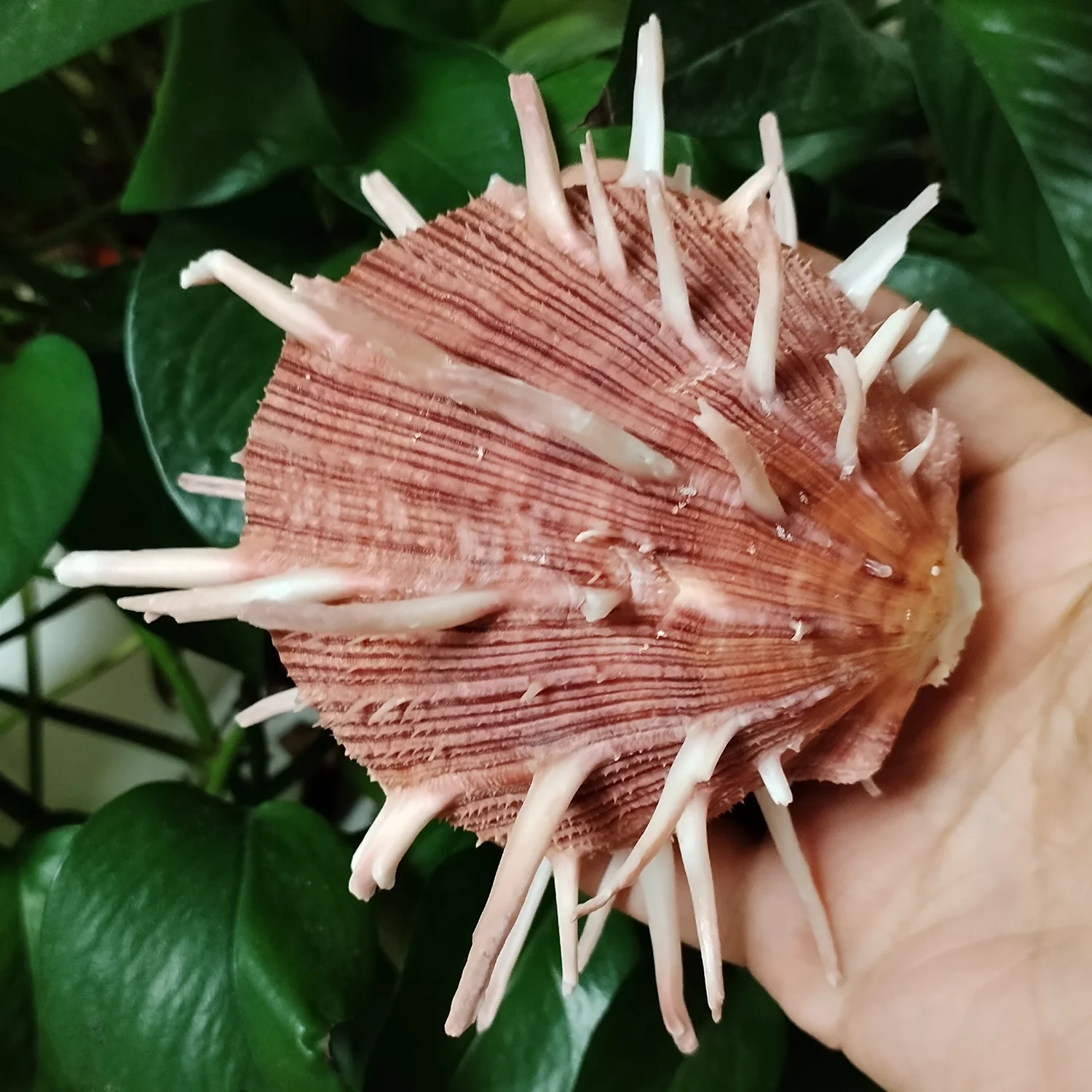 9-11CM Red Spondylus Regius Natural Large Spiny Oysters Thorny Oyester Collection Specimen Beach Decoration Fish Tank Supplies