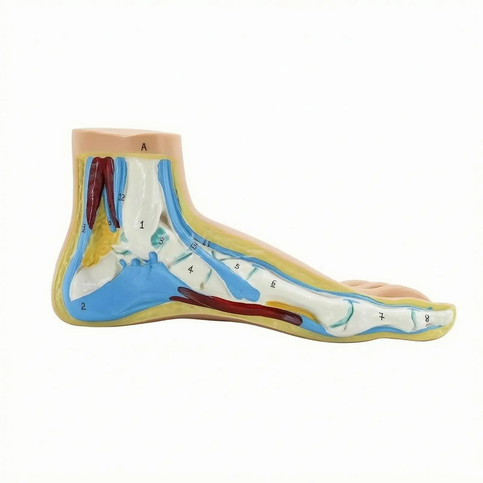 Sectional Foot Model Painted Structural Foot Model Accurate Structure
