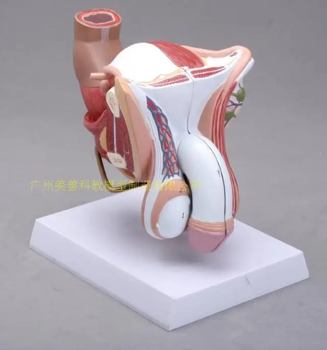 4parts 1:1 Life-sized Human Male Female Anatomy  Internal External Reproductive Organs Urinary System Model Andrology  Structure