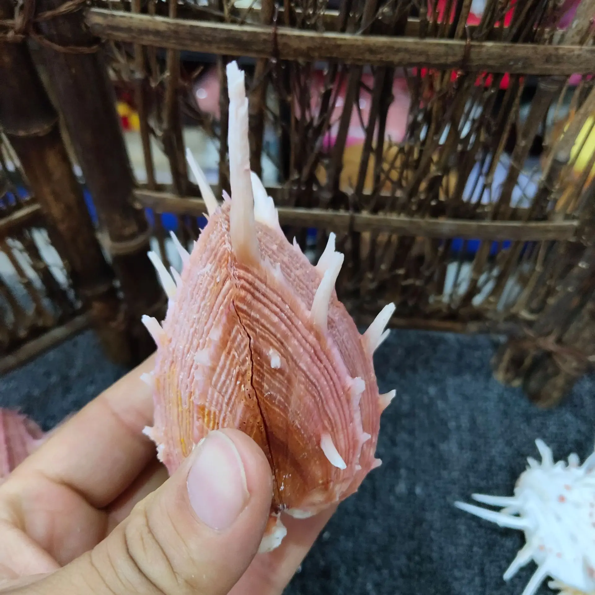 Natural Conch & Shell Decoration (8-13cm): Specimen for Snail Collectibles, Spondylus regius Linnaeus