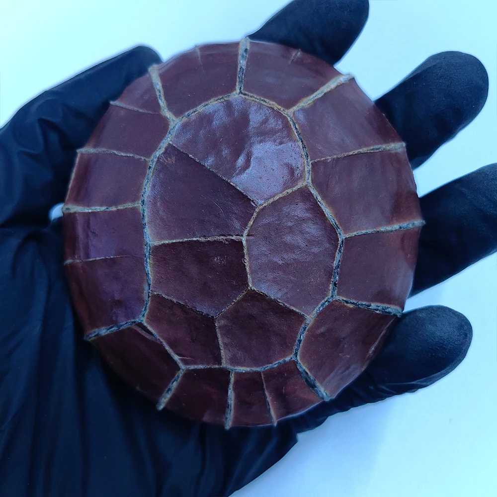 

Natural Suiseki Stone Rough Cut Crystal Geode Rock Unique Home Decoration Collection Cadeau Homme for Interior Decor