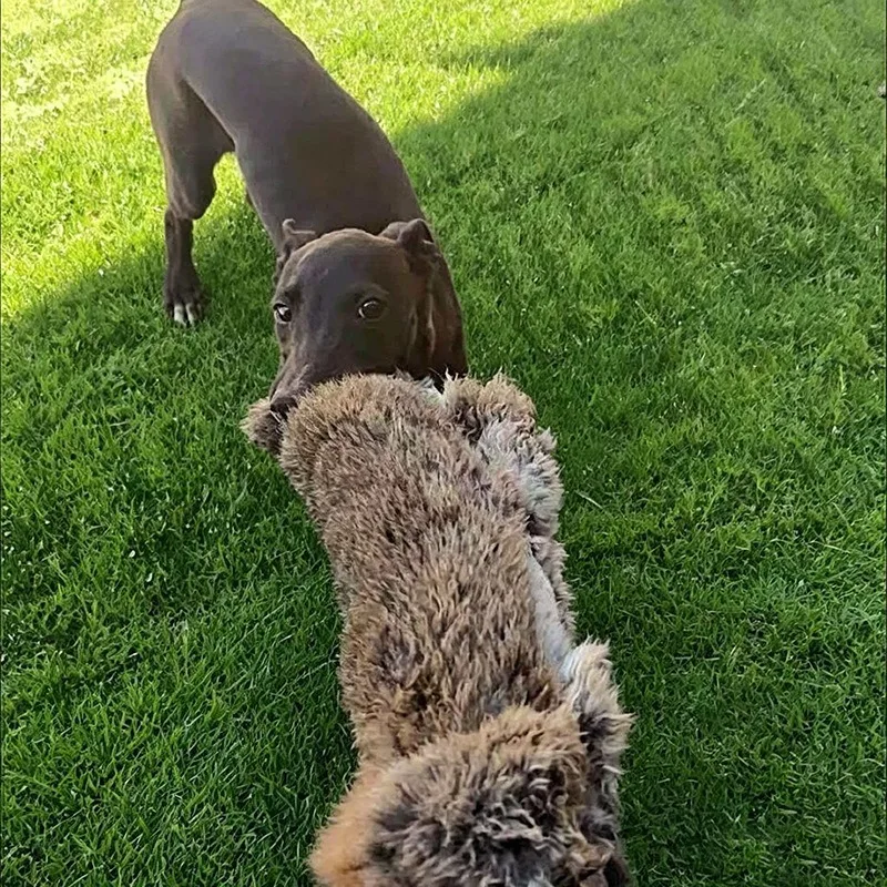 JUSTINLAU Kaninchenfell-Quietschspielzeug für Hunde, Beißspielzeug für Interaktives Outdoor-Spiel, Plüsch-Soundspielzeug für Mittelgroße & Große Hunde – Detail 19