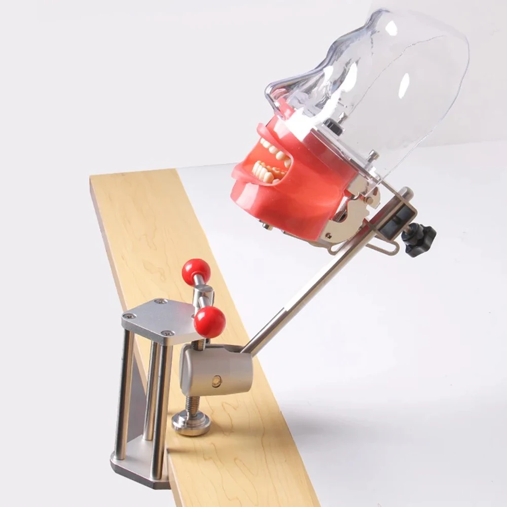 

Dental Training Phantom Head Simulation Teeth Model 360-degree Adjustment Bench Mount Teaching Clamp For Table Dentist Practice