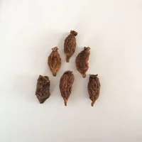 Wholesale Bulk Japanese Catnip Cat Toy Dried Fruits Organic Actinidia Polygama Matatabi Silvervine Fruit 3