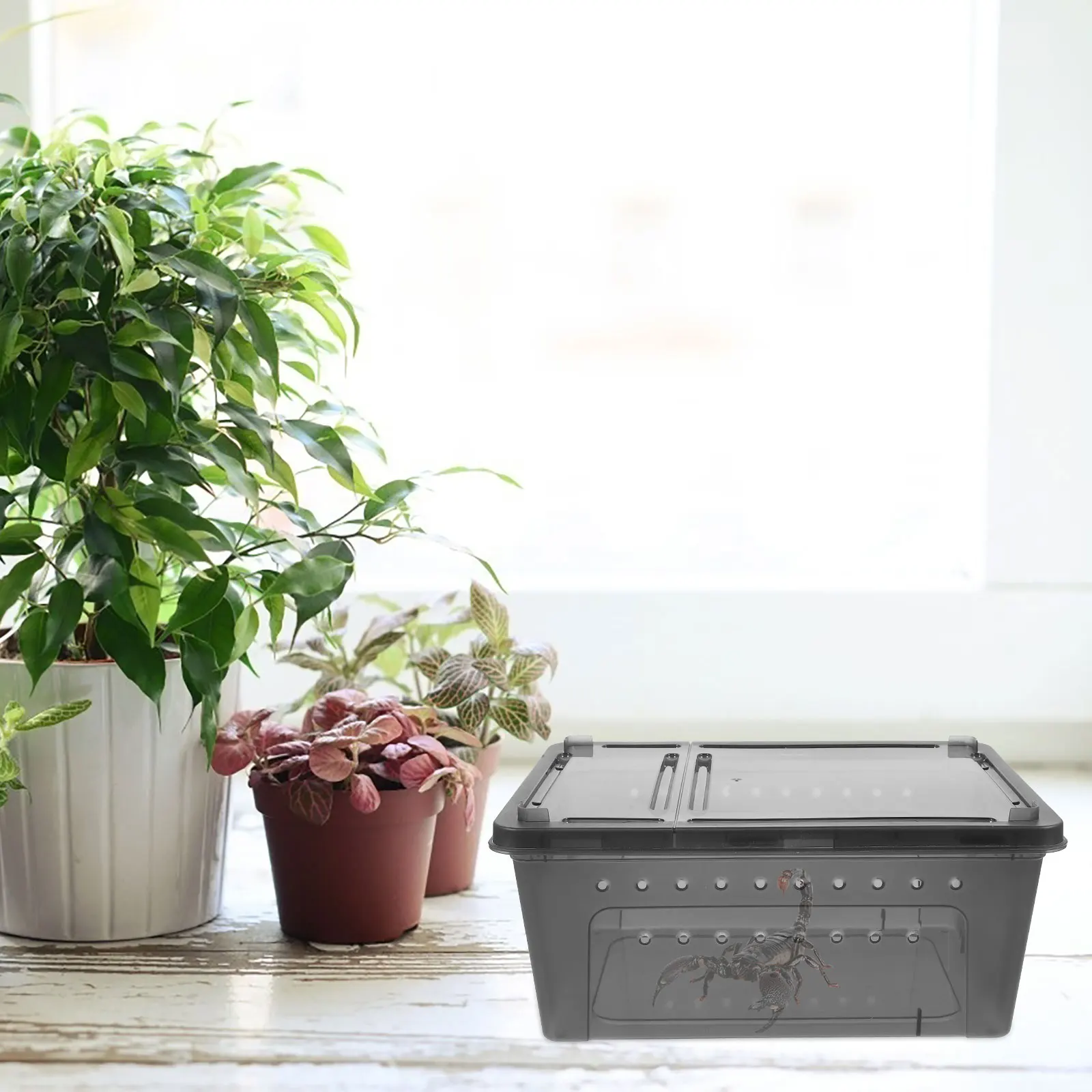 

Spider Terrarium Box for Small Pets Black Color Durable Material Reptile Feeding Container Gecko Tank Habitat Enclosure Plastic