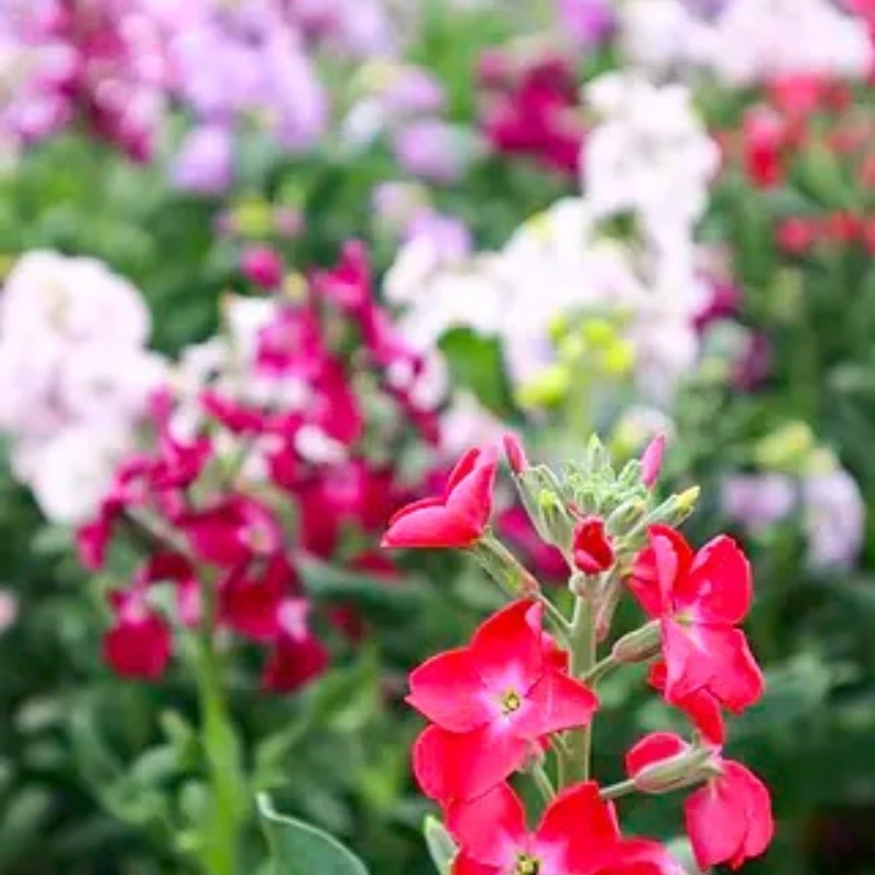 

JX PDI-HV7246MG 46KG 6-7.4V High Voltage High Precision Steel Gear Digital Coreless Standard Servo for RC Car Helicopter