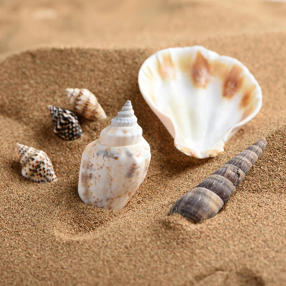 عينات الصدف الصدف للزينة الاكريليك محارة الحرفية الحلي صدف الشاطئ الطبيعي #4