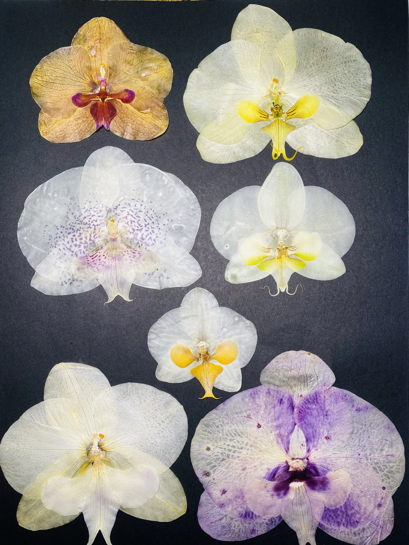 Pétalas de orquídea secas, material de flores prensadas, material para fazer cartões de felicitações, orquídea borboleta, flo...