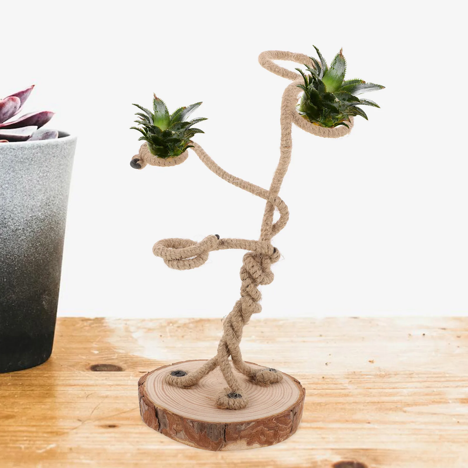 حامل نباتات الهواء خفيف الوزن لطاولة المكتب والمنزل وحامل Tillandsia وحامل الطاولة وحوامل Tillandsia #3