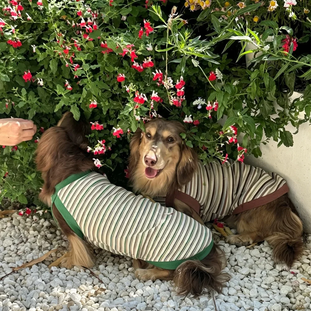 Camiseta de rayas para perro Salchicha, manga corta de primavera - imagen 2