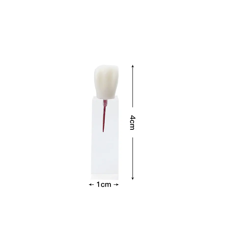 Dental Root Canal Tooth Model Teeth Endodontic Pulp Cavity RCT Demo Model For Dentist Student Study Practice Dentistry Tools