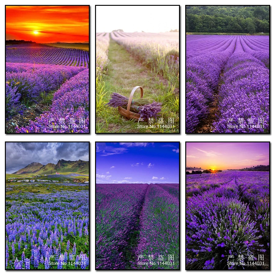 Landscape 5D DIY Diamond Painting Lavender Diamond Mosaic Embroidery Christmas Gift Full Square Rhinestone Home Decor ダイヤモンドアート