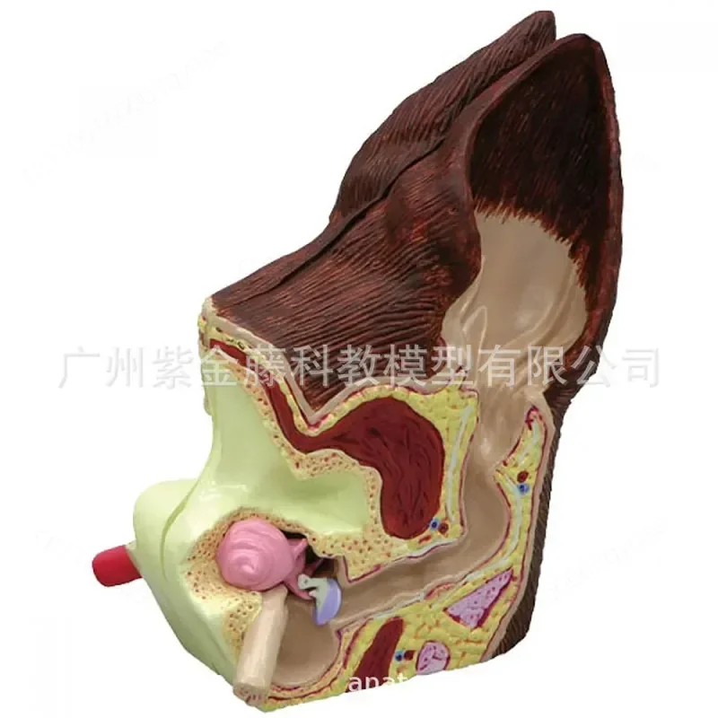 Dog Ear Health Pathological Anatomy Model Animal Canine Pet Veterinary Teaching Aids Dog Earwax for Training Education