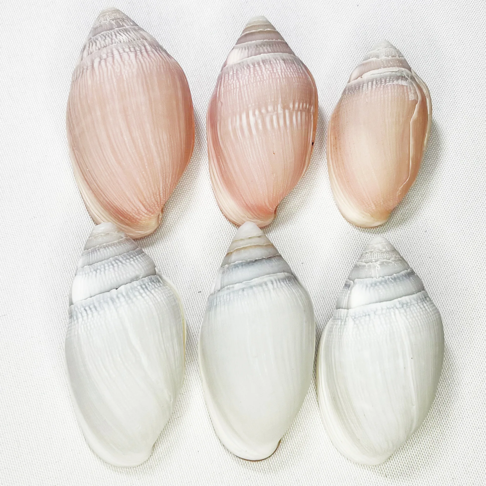 Natural Ellobium Shell - Miers' Ear Snail, Handheld Specimen, Home Craft Decor, Aquarium Ornament, Marine Display Piece, Seashel