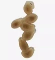Planaria b3