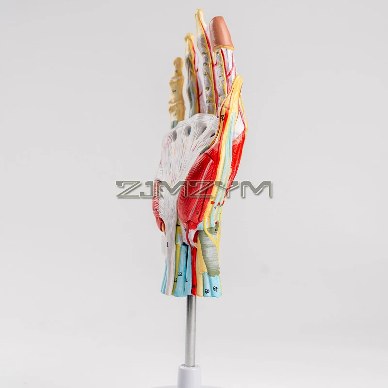 Anatomical Hand Skeleton Model  with Muscles Ligaments Nerves and Blood Vessels, 7 Parts, Life Size Hand Model with Stand