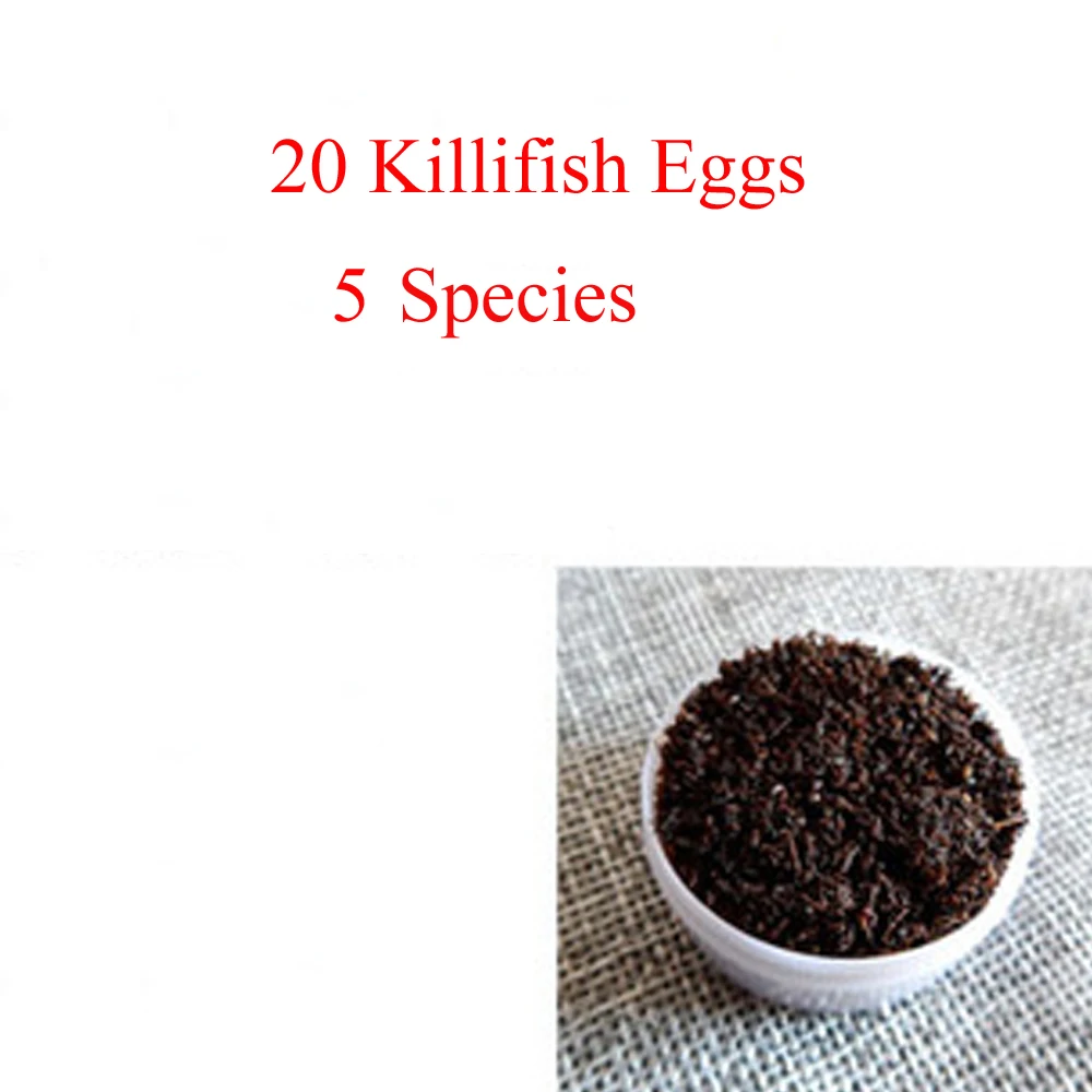 20 Eggs/Lot 60 mm Water + Magic Soil = Fishes Medaka Killifish Eggs Seeds Fish Egg Seed Science Toys For Children Kids Grow Toy