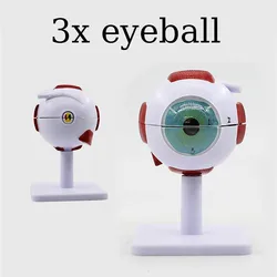 3 Times Human Eye Anatomy Model ENT Ophthalmology Eyeball Internal Structure Cornea Iris Lens Vitreous