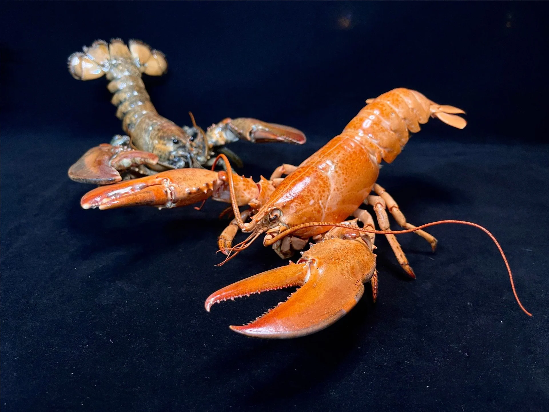 Homarus Americanus Real Specimen Special Handicrafts Collectors Home Decor Ornament Desk Decoration Customized