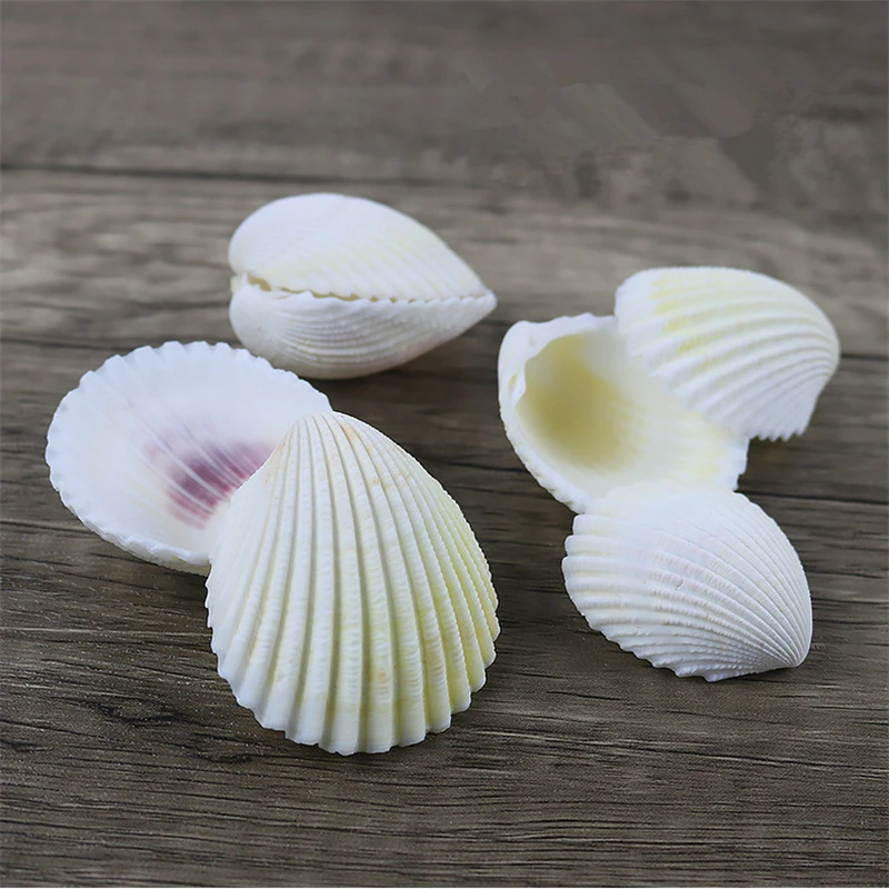 Natural Lion Coconut Shell, White Conch, DIY Handmade Fish Tank, Aquarium Imaging, Micro Landscape Display, 3.5-5cm, 10Pcs, Lot