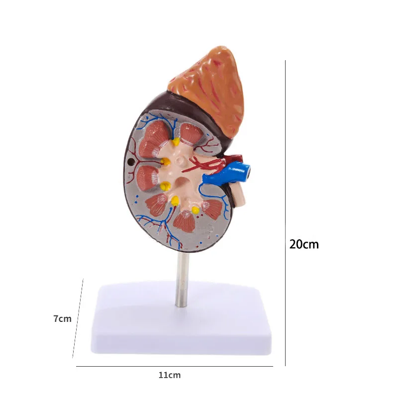 Human Body Organ Viscera Healthy Kidney Anatomy With Adrenal Gland Model Medical Teaching Supplies