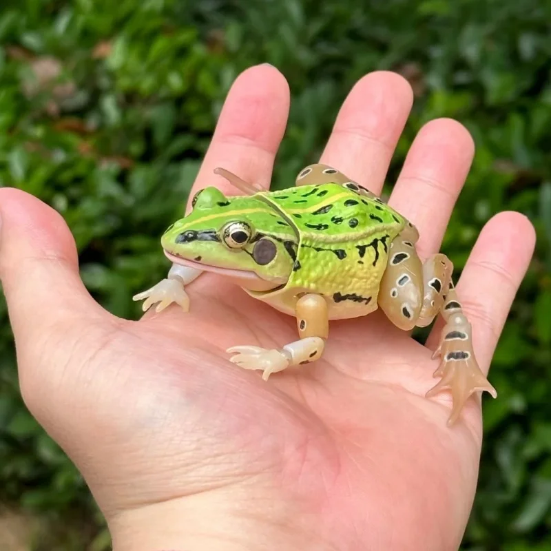 BANDAI Gashapon oficial realista de rana manchada negra, modelo Animal de ciencia natural, abalorio educativo con licencia coleccionable