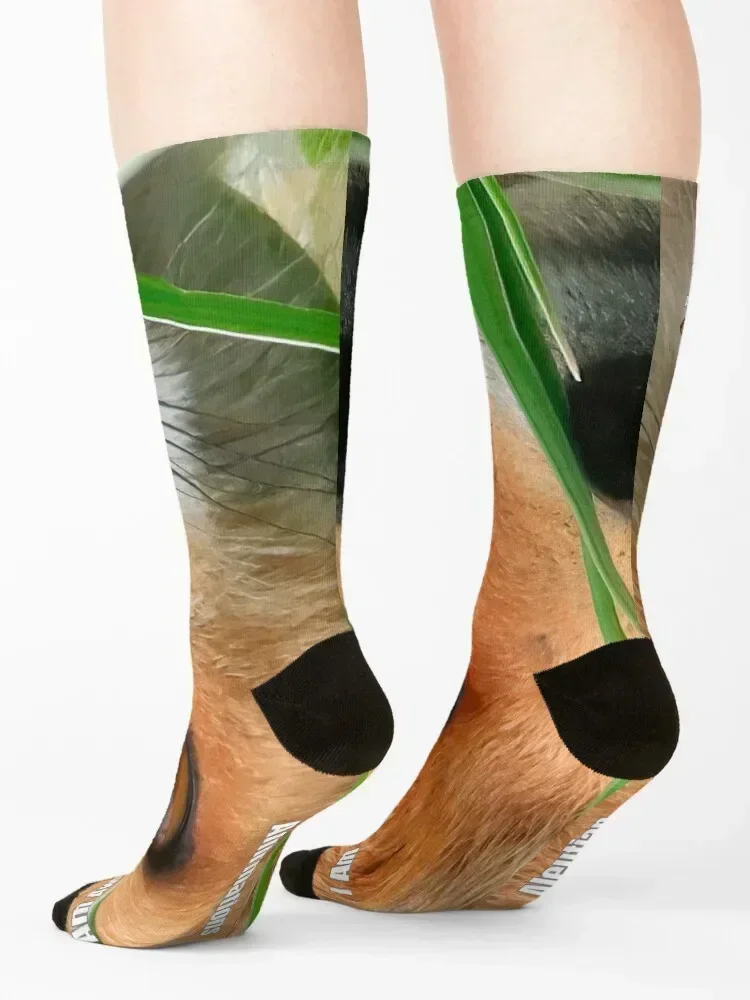 Affirmation Socks japanese fashion bright garter kids designer brand Men Socks Women's