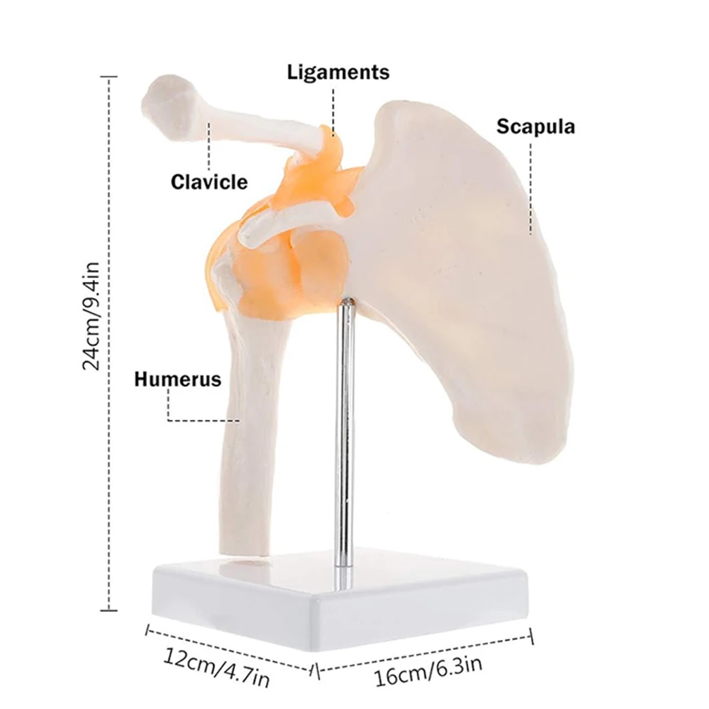 1:1 Medical Shoulder Anatomy Model with Functional Ligaments Life Size Human Anatomy Joint Bone Functional Medical Models New