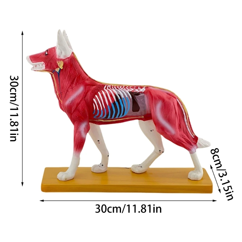 Modelo anatômico acupuntura para cães, modelo treinamento acupuntura, modelos cães, modelo ponto acupuntura