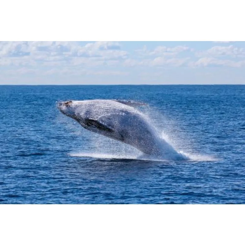 

UDIRC UD1610S UD1610PRO UD1611 M16 RC Original Remote Control Car Metal Parts Differential Gear Set Shock Absorber