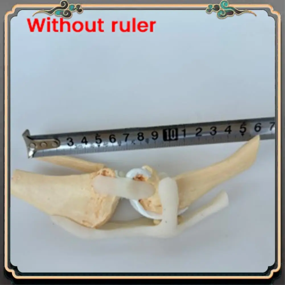 ASMA-Canines Knee Model Dog Joint Anatomical Model Dog Skeleton Model Animal Skeleton Anatomy  Science Gift