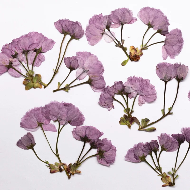 48Pcs New Product Guanshan Cherry Blossom Side-Pressed Multi-Head Dried Flowers DIY Real Leaf Plant Specimen Bookmark Pressed Flower Table Lamp Decoration Painting Material Kit Craft Decoration - view 4