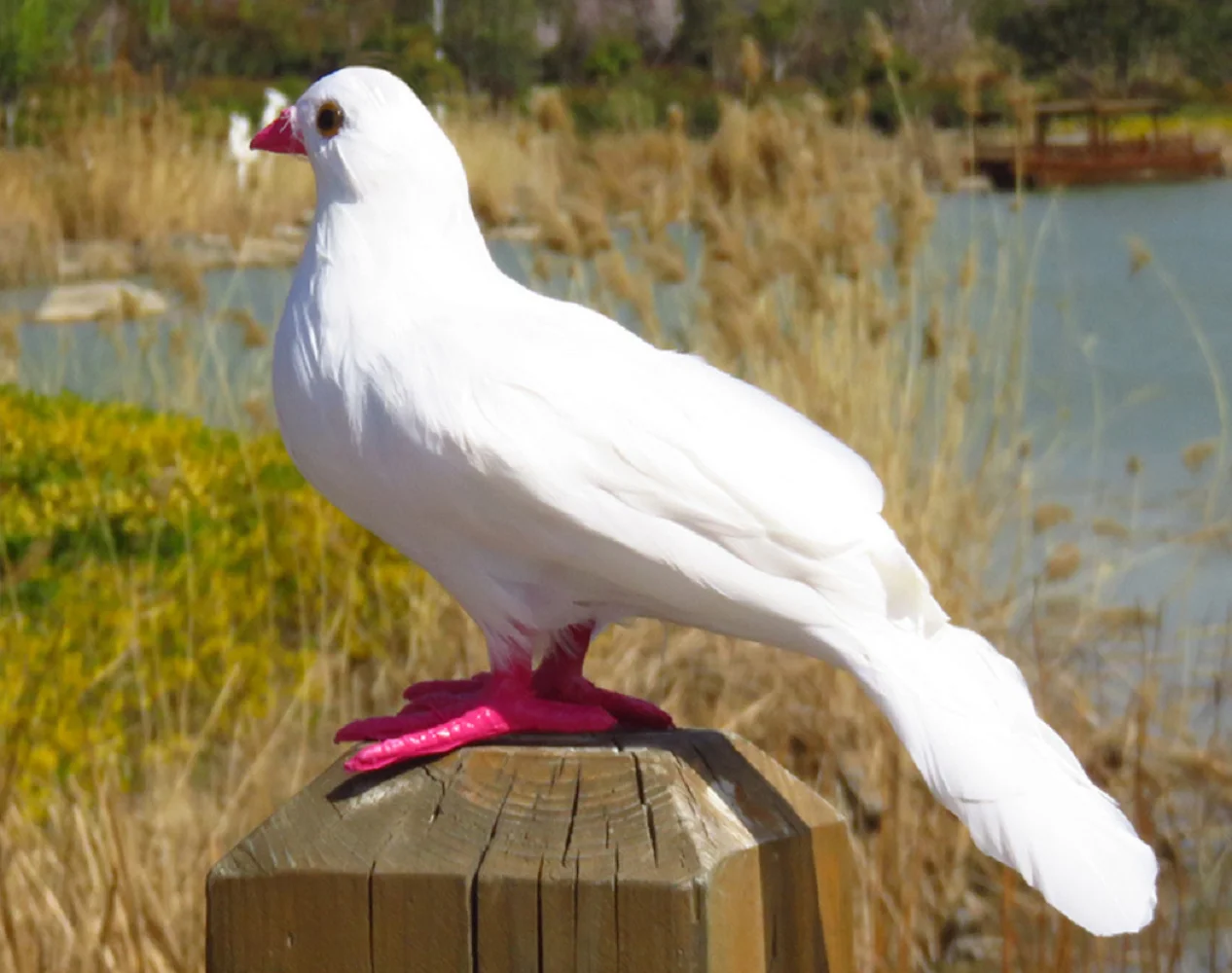 cute white simulation foam&feathers dove model home decoration toy about 30cm c2752