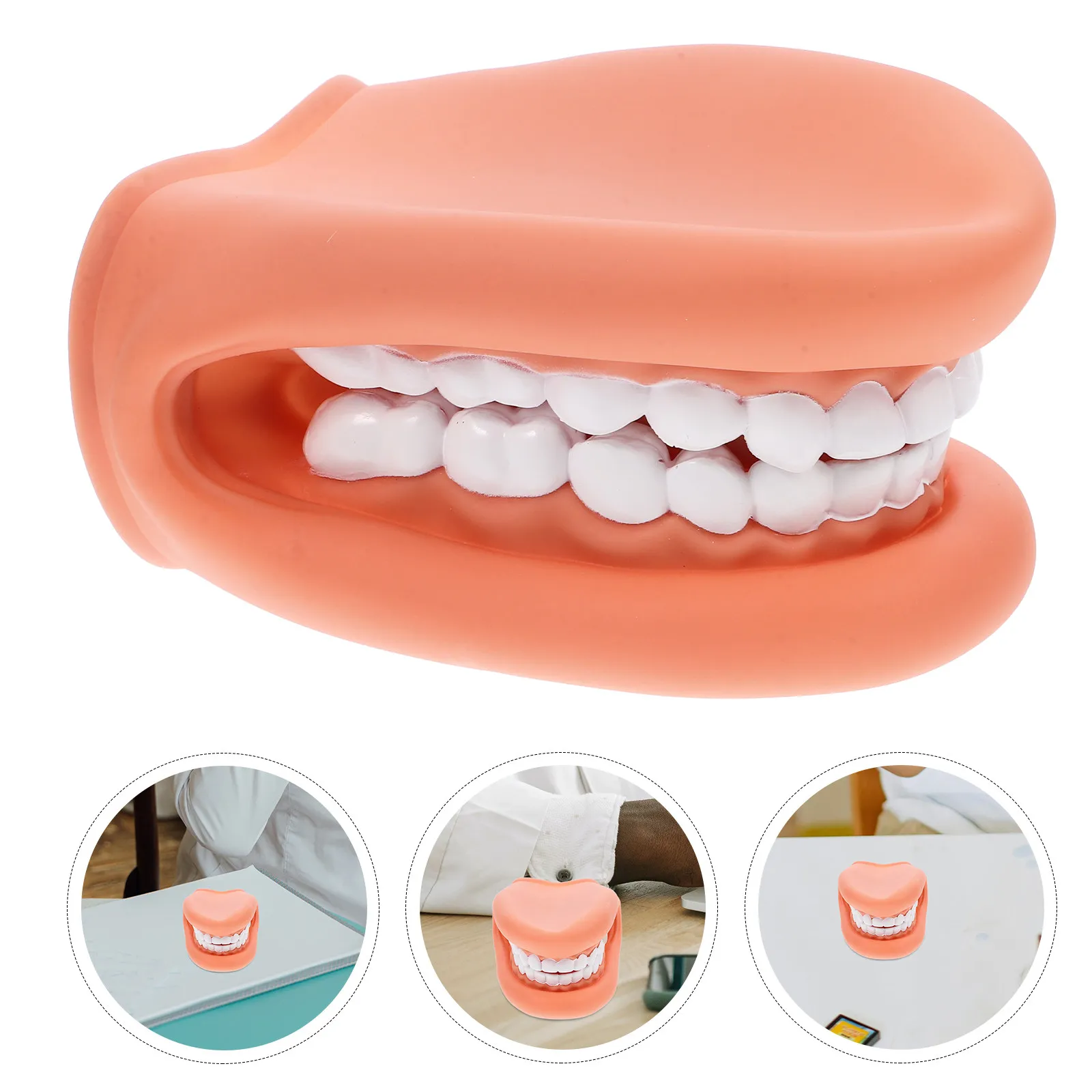 Realistic Teeth Teaching Demonstration Accurate Brushing Practice Mouth Education Tool Dental Tooth