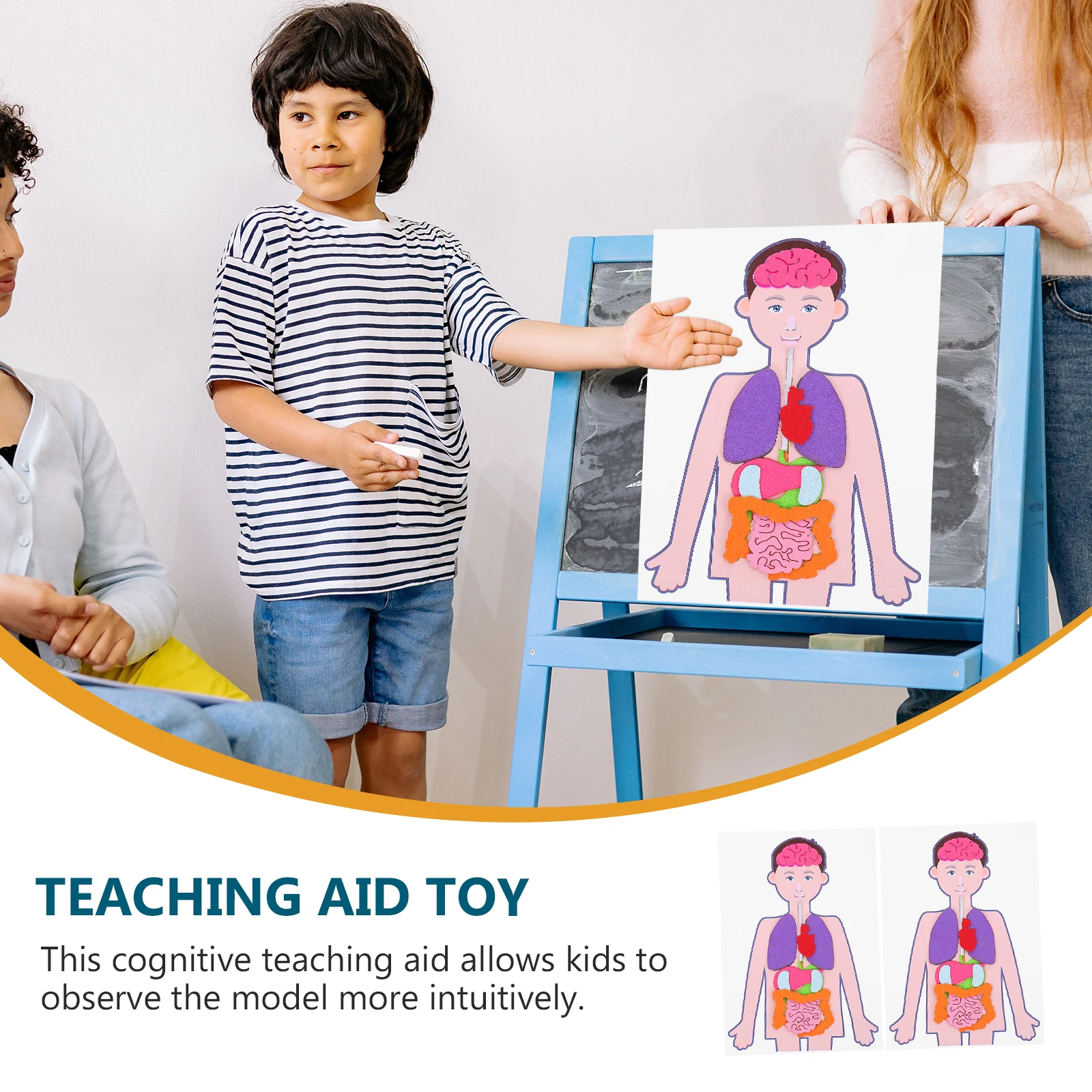 2 conjunto 2 conjuntos diy kit de órgãos humanos leve ajuda de ensino educacional para crianças desenvolvimento cognitivo