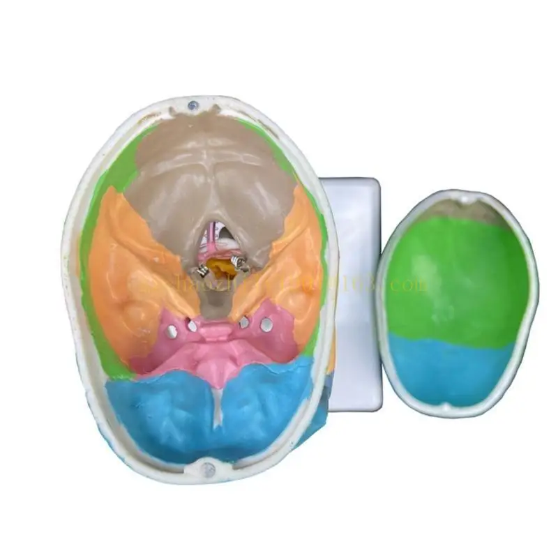 

62KA Human Colored Skull Model Human Head Skull with Cervical Vertebra for Teaching