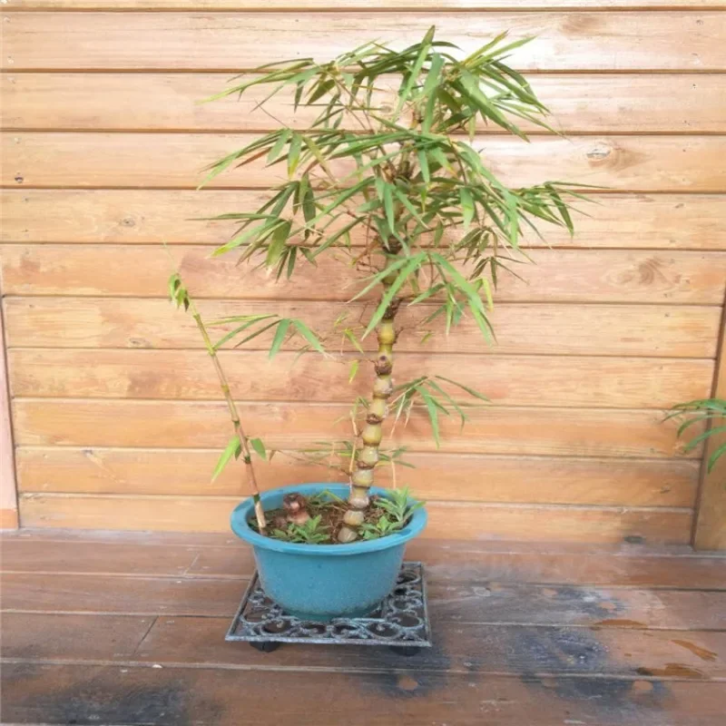 Cast iron universal wheel mobile tray flower stand gardening garden materials